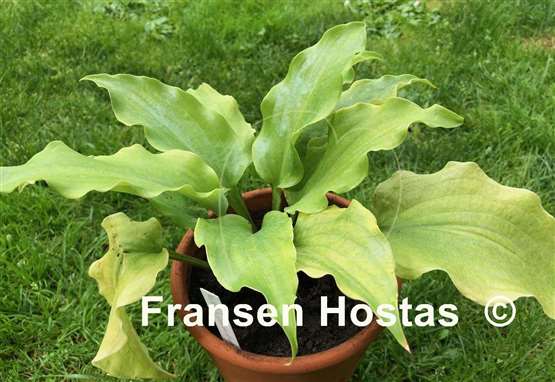 Hosta Valley's Lemon Limbo